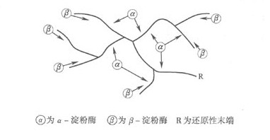 α-淀粉酶