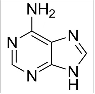 腺嘌呤